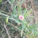 Lathyrus marmoratus flower picture by Emmanuel Kremer (cc-by-sa)