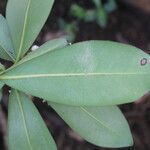 Ardisia revoluta leaf picture by Nelson Zamora Villalobos (cc-by-nc)