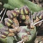 Euphorbia septentrionalis fruit picture by susan brown (cc-by-sa)