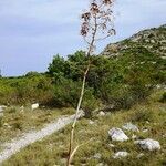 Ferula communis habit picture by Alain Bigou (cc-by-sa)