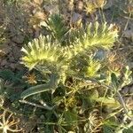 Arnebia decumbens habit picture by Abdul Ghaffar (cc-by-sa)