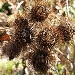 Arctium minus fruit picture by René Burkhard (cc-by-sa)