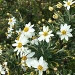 Chiliotrichum diffusum flower picture by marck grandpierre (cc-by-sa)