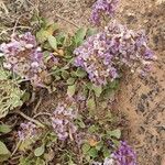 Limonium sinuatum habit picture by Sarami (cc-by-sa)