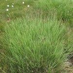 Carex nigra habit picture by Yoan MARTIN (cc-by-sa)