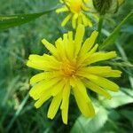 Crepis pyrenaica flower picture by Llandrich anna (cc-by-sa)