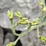 Aconitum napellus fruit picture by isabel maria sancho (cc-by-sa)