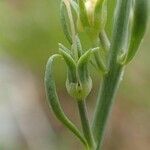 Linaria repens fruit picture by Yoan MARTIN (cc-by-sa)