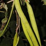 Fridericia mollissima fruit picture by Nelson Zamora Villalobos (cc-by-nc)