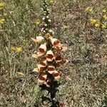 Digitalis ferruginea flower picture by Angelos (cc-by-sa)