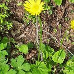 Doronicum columnae habit picture by dimitris log (cc-by-sa)