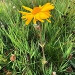 Arnica montana flower picture by christiane kanitzer (cc-by-sa)