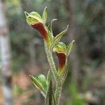 Pachyplectron neocaledonicum flower picture by Richard Chesher (cc-by-sa)