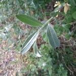 Salix viminalis leaf picture by Mossser Olivier (cc-by-sa)