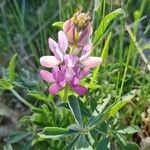 Lupinus hispanicus flower picture by Daniel Gaona Carrilero (cc-by-sa)