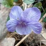 Viola riviniana flower picture by Denis Alkan (cc-by-sa)