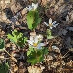 Sanguinaria canadensis habit picture by Matthias Foellmer (cc-by-sa)