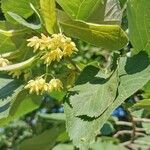 Tilia cordata flower picture by Micha Sakharov (cc-by-sa)