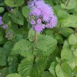 Ageratum houstonianum leaf picture by Dave East (cc-by-sa)