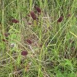 Sanguisorba officinalis habit picture by Rupert Lorenzer (cc-by-sa)