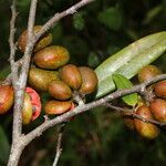 Monnina parasylvatica fruit picture by Nelson Zamora Villalobos (cc-by-nc)