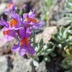 Linaria alpina habit picture by Yoan MARTIN (cc-by-sa)