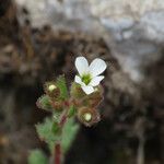 Saxifraga adscendens flower picture by Emanuele Santarelli (cc-by-sa)