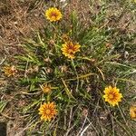 Gazania rigens habit picture by emilie lovisi (cc-by-sa)