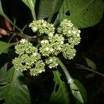 Psychotria limonensis flower picture by Nelson Zamora Villalobos (cc-by-nc)