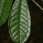 Vochysia guianensis leaf picture by Jean-François Molino (cc-by-sa)