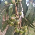 Eucalyptus globulus fruit picture by María Larios (cc-by-sa)