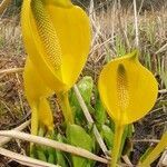 Lysichiton americanus flower picture by Steve Verrall (cc-by-sa)