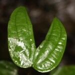 Bauhinia longicuspis leaf picture by R. Tournebize (cc-by-sa)