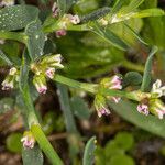 Polygonum arenastrum flower picture by Martin Bishop (cc-by-sa)