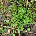 Cardamine hirsuta leaf picture by Diana Dam (cc-by-sa)