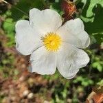 Cistus populifolius flower picture by Daza Maria (cc-by-sa)