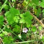 Geranium aculeolatum habit picture by susan brown (cc-by-sa)