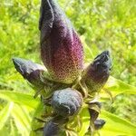 Gentiana pannonica flower picture by Elisabeth Ellu (cc-by-sa)