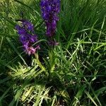 Orchis mascula habit picture by Gwénaël Kergadallan (cc-by-sa)