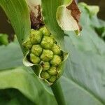 Zantedeschia aethiopica fruit picture by Pereira Jorge (cc-by-sa)