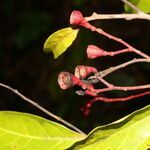 Damburneya umbrosa fruit picture by Nelson Zamora Villalobos (cc-by-nc)