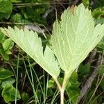 Peucedanum ostruthium leaf picture by Yoan MARTIN (cc-by-sa)