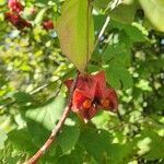 Euonymus latifolius flower picture by Jernej Knez (cc-by-sa)