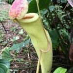 Nepenthes mirabilis flower picture by Matt W. (cc-by-sa)