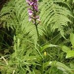 Dactylorhiza foliosa habit picture by Szabolcs Frater (cc-by-sa)