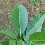 Esenbeckia leiocarpa leaf picture by Thiago Flores Flores (cc-by-sa)