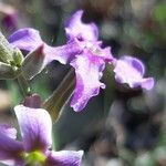 Matthiola fruticulosa flower picture by Ketxus Lopez (cc-by-sa)