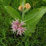 Asclepias speciosa flower picture by Wagner Cody (cc-by-sa)