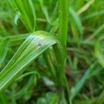 Anacamptis laxiflora leaf picture by Alain Komly (cc-by-sa)