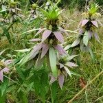 Monarda punctata leaf picture by Monice Knuteson (cc-by-sa)